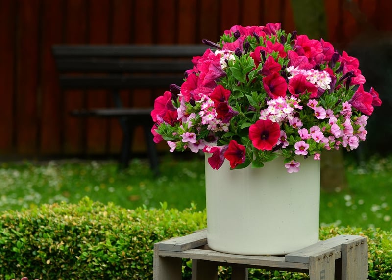 Flowering Plants